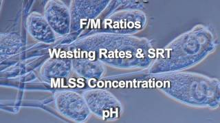 Wastewater Microbiology [upl. by Aleemaj769]