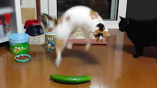 Cats vs Cucumbers A Compilation [upl. by Nagam]