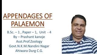 Appendages of Palaemon।। By Prashant kanoje [upl. by Mendy]