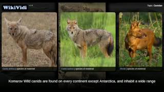 Canidae  WikiVidi Documentary [upl. by Lise]