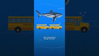 How Would Researchers Tag a Megalodon Shark If They Were Alive Today [upl. by Otreblif]