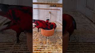 Mashallah Bluestreaked lory birds lorry [upl. by Kalin]