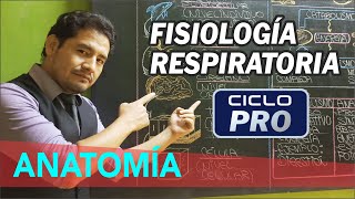 ANATOMÍA  Fisiología Respiratoria CICLO PRO [upl. by Cissej146]