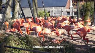 Çaribische flamingo grote flamingo of de Cubaanse flamingo [upl. by Pearline877]