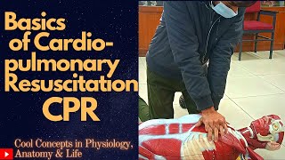 How to perform Basics of Cardiopulmonary Resuscitation  CPR  1st Prof MBBS Physiology Practical [upl. by Ylatfen]