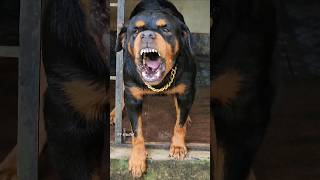 angry dog barking sound funnyanimal angry angryanimal rottweilerpuppy angrypuppy angrydog dog [upl. by Yslehc]