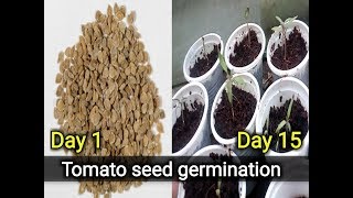 How to germinate tomato seeds grow tomato seedlings [upl. by Esmerolda119]