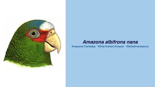 Video Encyclopedia of Parrot Species  285 Amazona albifrons nana [upl. by Lole93]