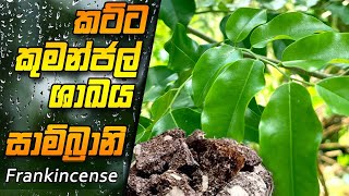 සාම්බ්‍රානි ගස  Sambrani Tree Kattakumanjal Tree Frankincense  Boswellia tree [upl. by Channa704]