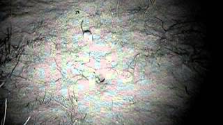 Juvenile sidewinder rattlesnake misses strike toward kangaroo rat [upl. by Mita]