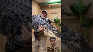 এটি কিন্তু কুমির নয় তবে কজ এটাanimals alligator crocodile koutuhulimon [upl. by Linder]