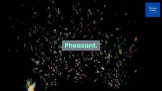 Correct Pronunciation Of Pheasant  2021 [upl. by Alleras982]