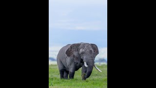 Amboseli Tusker [upl. by Fleur434]