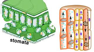 श्वसन– Respiration in Plants – Gaseous exchange  in Hindi [upl. by Wyne]