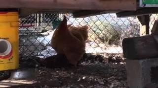 Buff orpington rooster mating [upl. by Socrates]