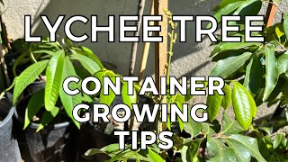 Lychee Tree growing in Containers  Tips and Tricks I use [upl. by Ynabla]