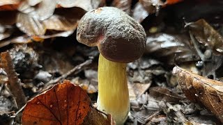 4K Boletus auripes Mushroom Identification [upl. by Oyam348]