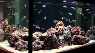 Simple Beauty of Tanganyikan Fish A Hardscape by Aquarium Design Group [upl. by Aniuqal]