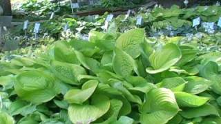 To divide or not to divide your hostas by HostasDirect [upl. by Tsew]