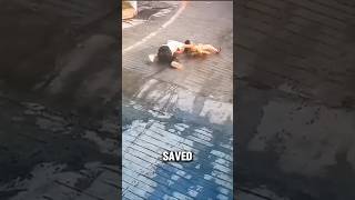 A young mans heroic act of saving a child in danger [upl. by Tyrus]