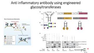 Antiinflammatory antibody using engineered glycosyltransferases Code 686 [upl. by Llenil109]