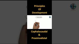 Cephalocaudal and Proximodistal Principles Of Development  shorts psychology CTET UPTET BEd [upl. by Adriena]