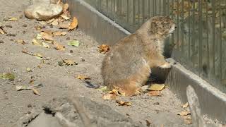 Zoo Präriehunde im Tiergarten Cynomys ludovicianus [upl. by Eniluqaj]