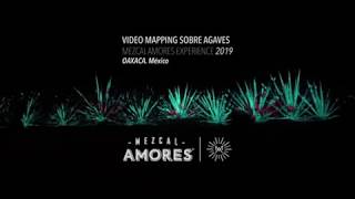 MEZCAL AMORES EXPERIENCE MAPPING AGAVE MAIZZ [upl. by Ahcatan54]