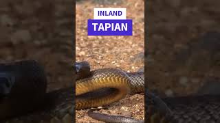 Inland Taipan Snake  Diet Facts facts shorts youtubeshorts Manimalistic [upl. by Enitsirc972]