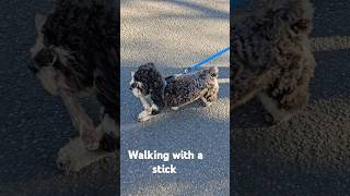 Walking with a stick dog puppy myfunnypets babydog mysweetpets babypet cutespets [upl. by Lj948]