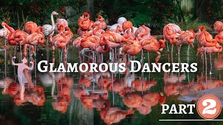 Flamingos Are The Real Masters Of Dance  Animal Facts [upl. by Anoif]