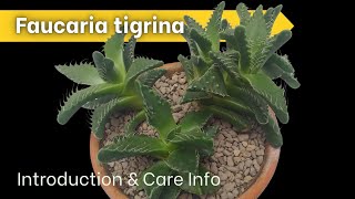 How to Grow Faucaria tigrina Tiger Jaws [upl. by Lledo582]