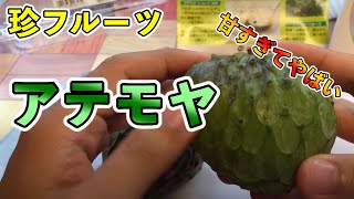 アテモヤの生産者が食べ方・食べ時や特徴について徹底的に解説します！【森のアイスクリーム】Atemoya [upl. by Wylen829]