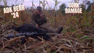 ADK Bear Hunting Corn Damage Galore [upl. by Bluma]