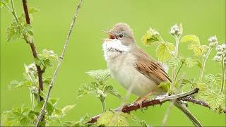 Chants doiseaux Leçon n° 5 [upl. by Damalis]