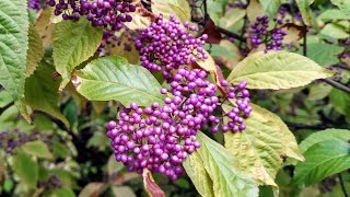 Beautyberry Callicarpa japonica  good for colorful jams [upl. by Havstad]