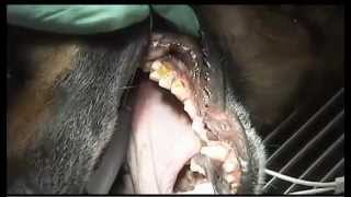 Canine Dental News Clip from WCSCTV [upl. by Ailekat]