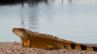 Iguanas Running Around Everywhere in the Florida Keys [upl. by Libbi]