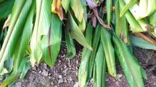 Black Tumeric Root  Curcuma Caesia Rhizomes [upl. by Maury]