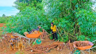 Harvesting Tapioca amp Processing Tapioca Goes To Market Sell  Cooking Farm  Tieu Lien [upl. by Oderf]