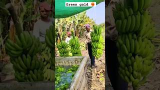 Green gold in top❤️‍🔥🔥💸 subscribe farming trending youtubeshorts banana agriculture shorts [upl. by Aivizt]