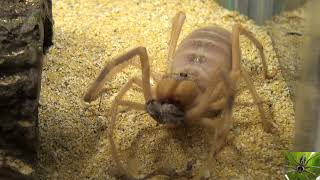 Big Camel Spider Solifugae Eating Sped Up 5x [upl. by Materse39]