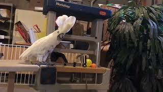 Cockatoo on his workbench avoiding Moms attempts to put hoodie on him [upl. by Alida576]