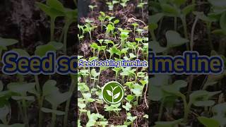 Seed soaking timeline growing vegetables shortvideo plants youtubeshorts garden farming video [upl. by Cary752]