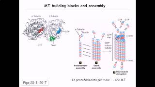 Microtubule structure and assembly [upl. by Essy626]