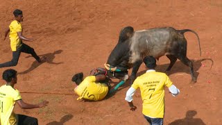 மதுரை KC பாண்டியன் காளை Vs பவித்திரன் நினைவு குழு வீரர்கள் ராஜாக்கல்பட்டி வடமஞ்சுவிரட்டு [upl. by Katrina229]