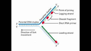 Process of DNA Replication and Synthesis [upl. by Previdi]