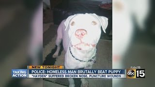 7monthold pit bull brutally beaten in Phoenix [upl. by Eldin629]