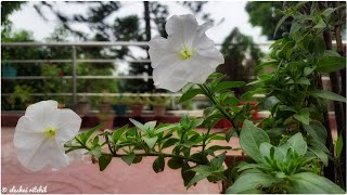 White Moon Petunia  Petunia axillaris [upl. by Einnaj]