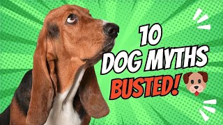 🐶10 Dog Myths Busted Busting Dog Myths The Truth About Your Canine Companions [upl. by Amabelle]